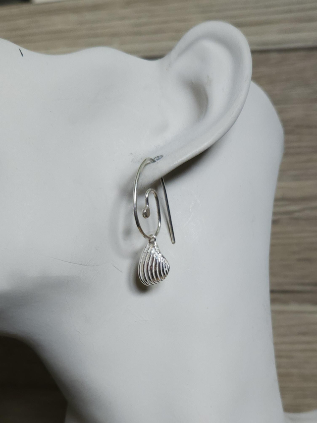Harpa shell on spiral earrings