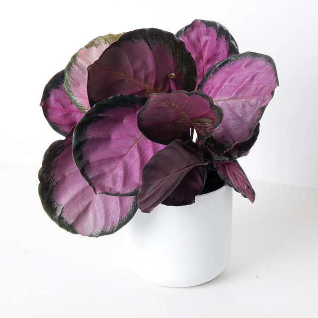 Calathea Roseopicta Chrimson (store collection only at checkout)