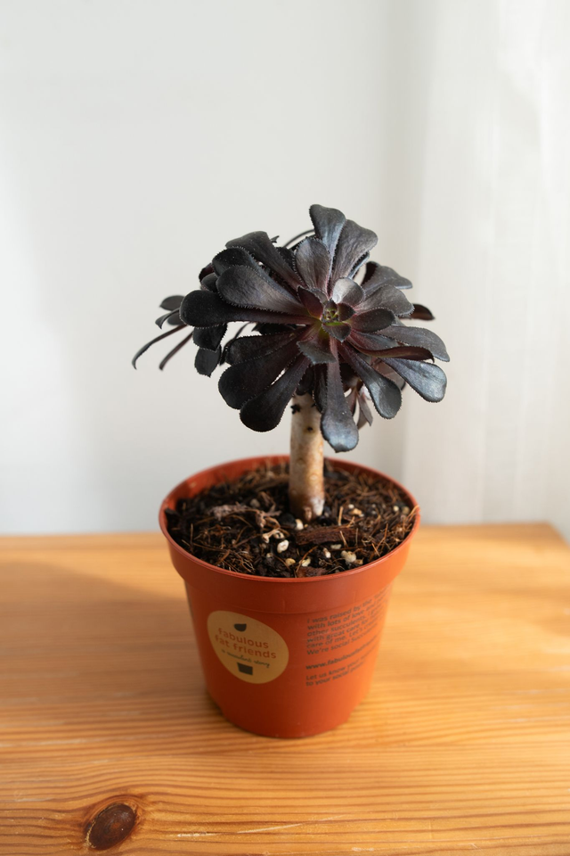 Aeonium Zwartkop 🌿