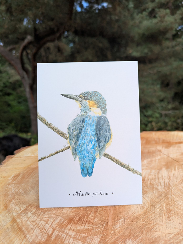 Carte postale Martin pêcheur