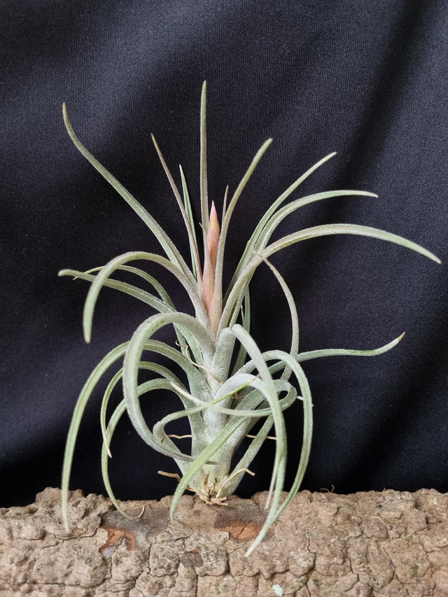 Tillandsia Califano