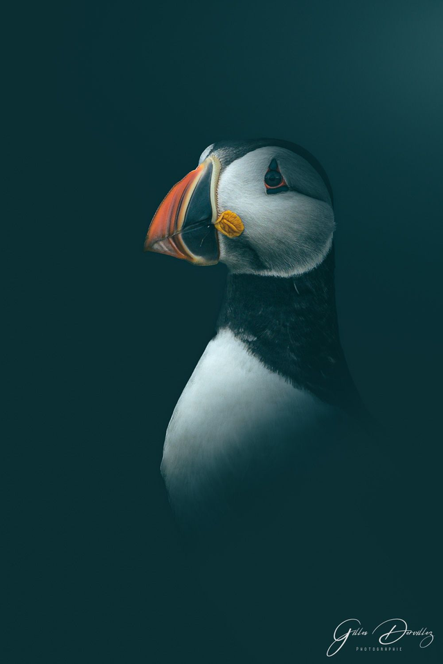 FS073 - Macareux moine