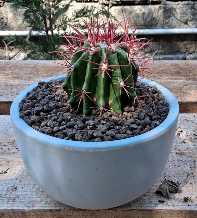 D90 . Ferocactus latispinus in vaso di ceramica