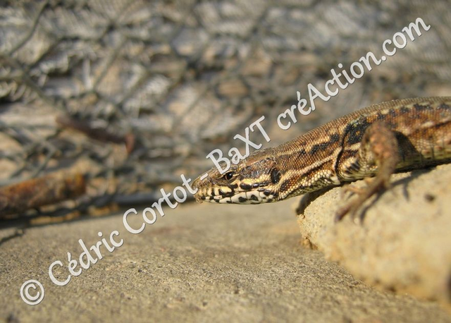 2 - Carte postale - Le petit monde du Vivant (Ref IMG_0222)