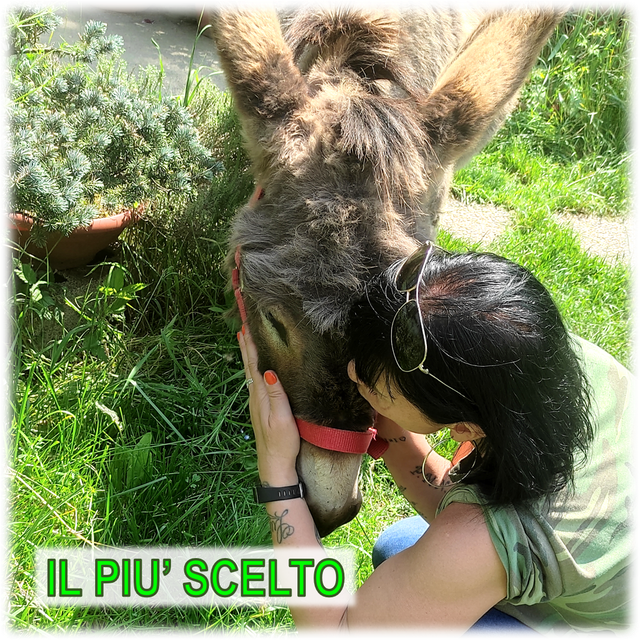 Coccole Country - Adotta un asinello
