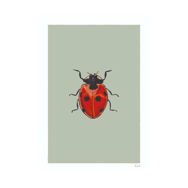 Ladybird