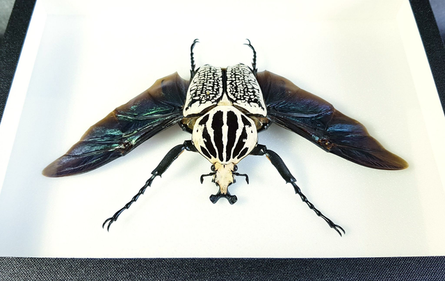 Goliathus goliathus meleagris (mâle)