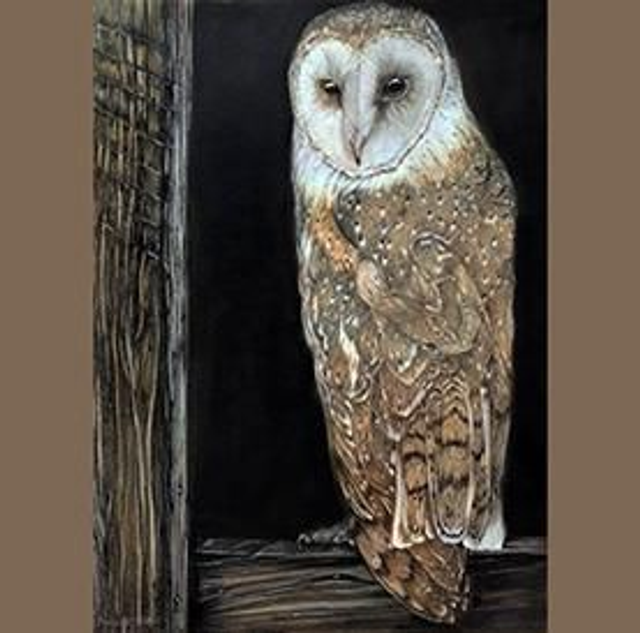 Barn owl