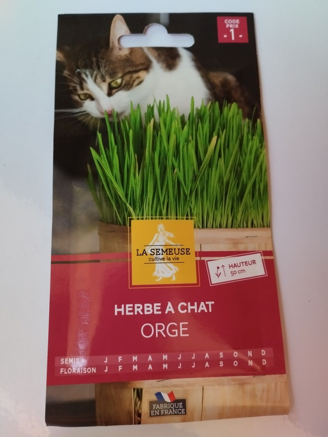 Herbe a chat orge