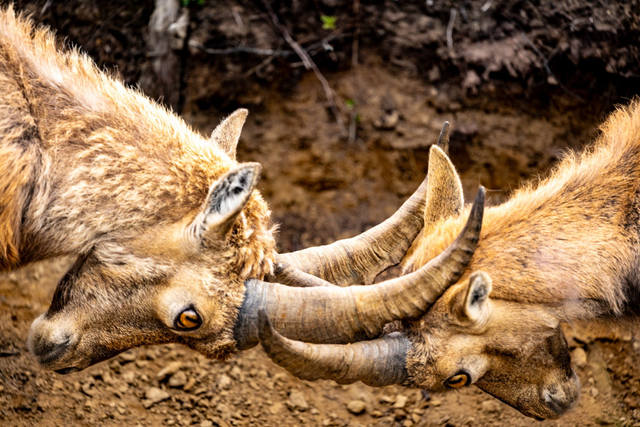Ibex War 70x100cm (P017)