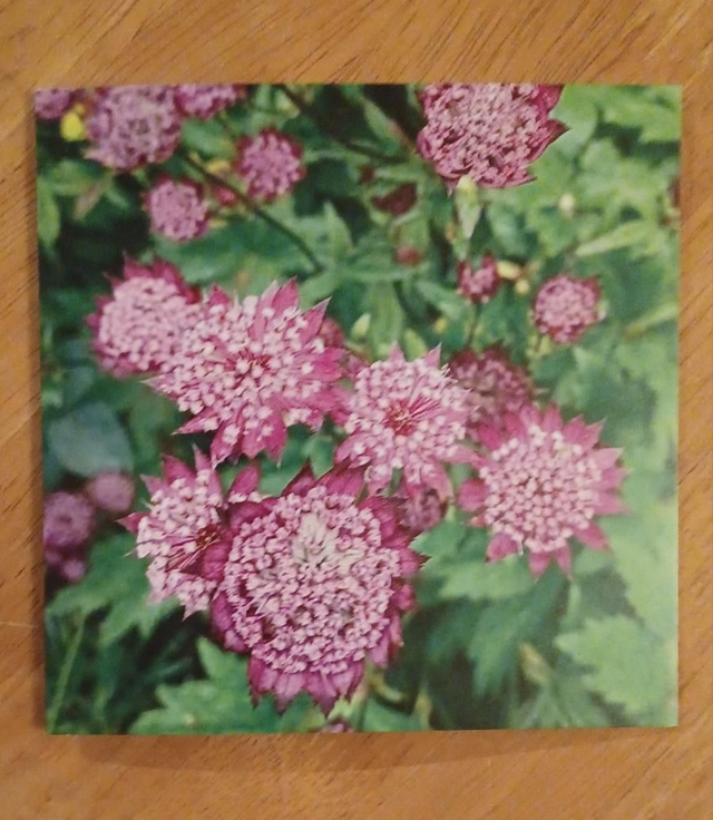 Astrantiia dark pink greetings card
