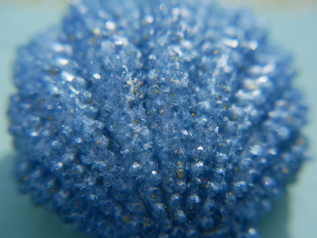 La tchiote broche COQUILLE ST JACQUES