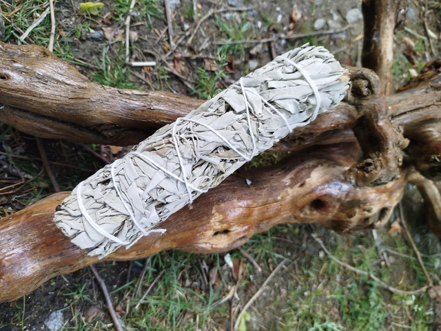  Bâton sauge blanche 