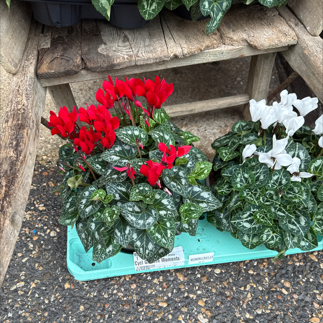 Cyclamen