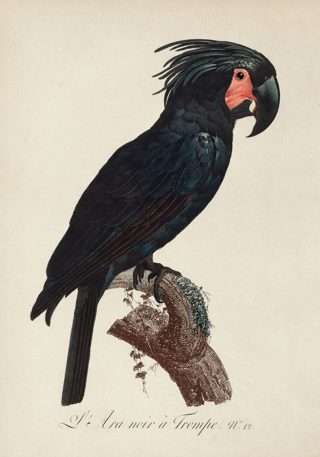 L'Ara Noir à Trompe