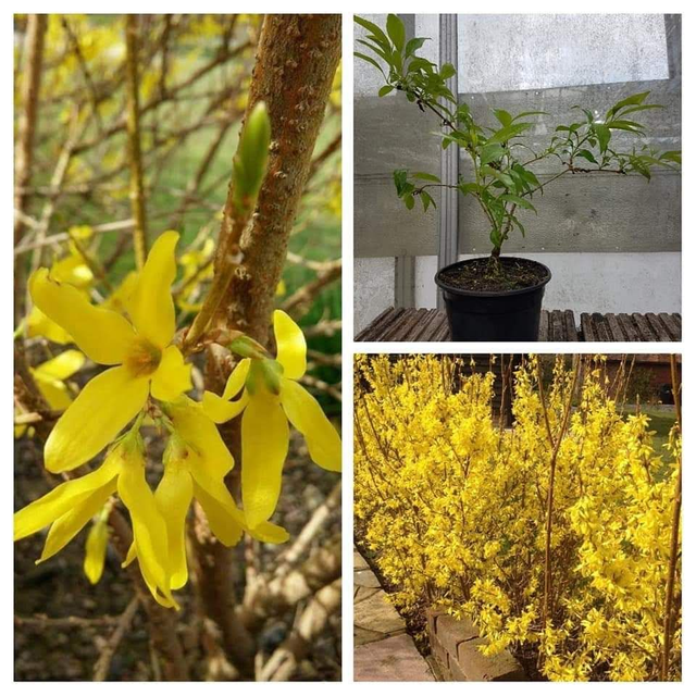 forsythia intermedia `Spectabillis` - 1lt pot