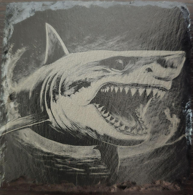 Animaux et plantes de l'océan