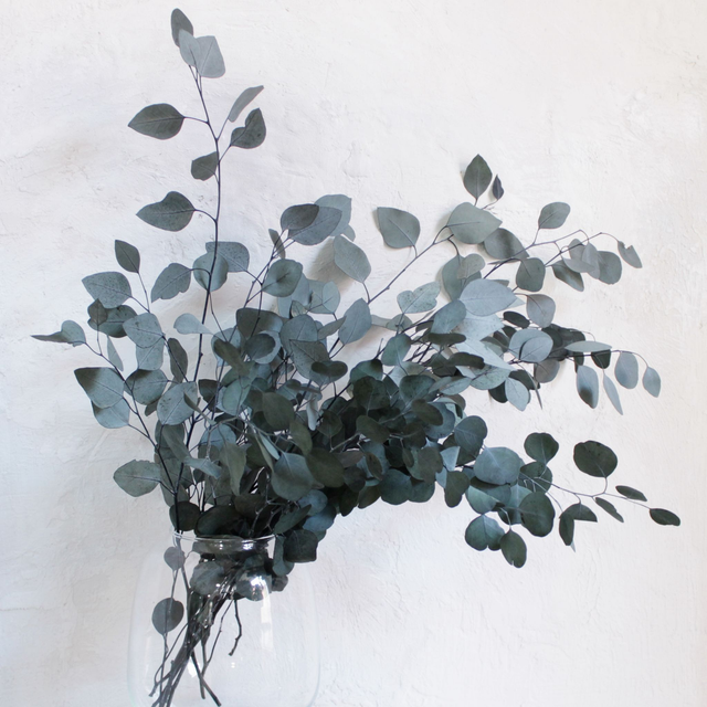 008 Eucalipto PRESERVADO Populus. Verde. Paquete