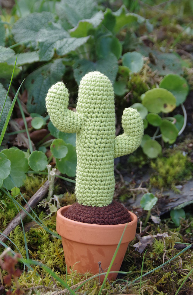 Plante Cactus