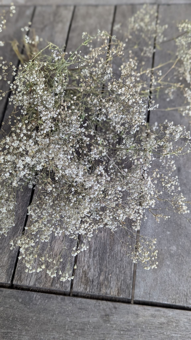 Fleurs séchées de Gypsophile