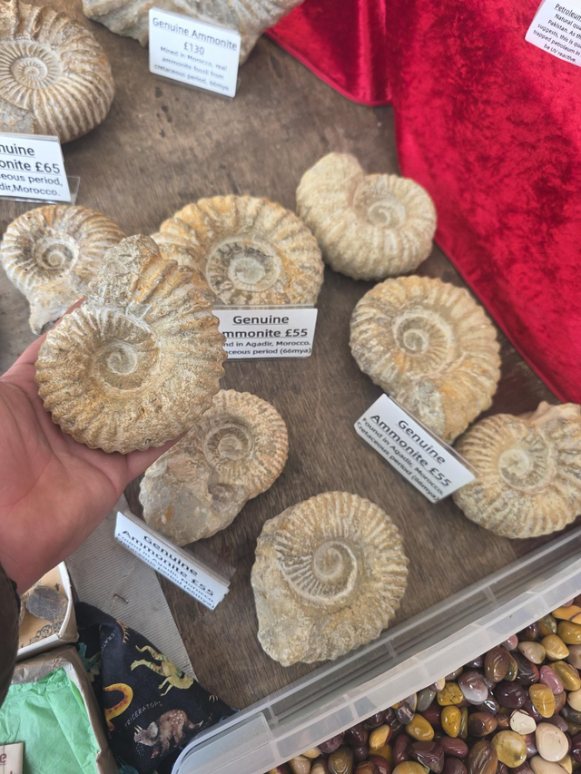 Medium ammonite