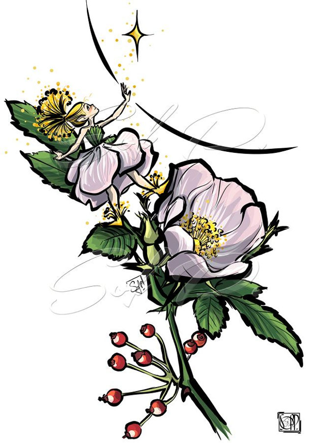 FEES DES JARDINS-Eglantier