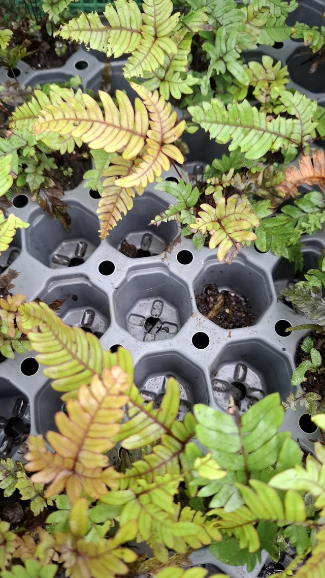 Pteris quadriaurita 'Tricolor'- Painted Brake Fern plug plant