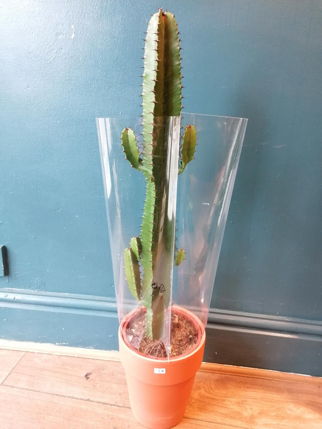 Euphorbia trigona rubra 70cm tall 