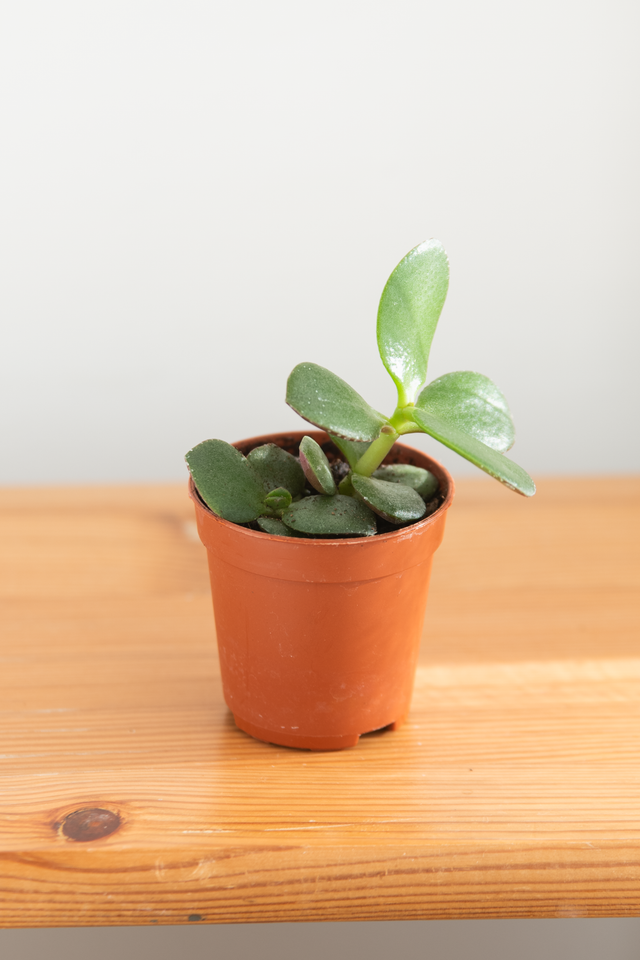 Crassula Ovata 'Arbre de jade' (mini) 🌿