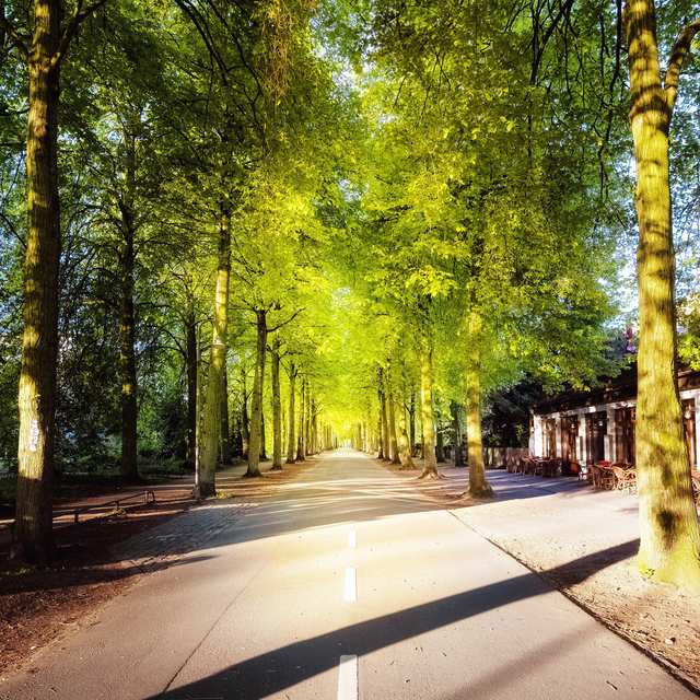 Grüne Allee, hochkant