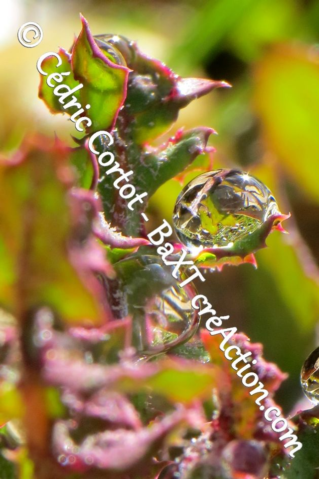 Impression sur alu dibond - Rosée et gouttes de pluie (ref 8427)