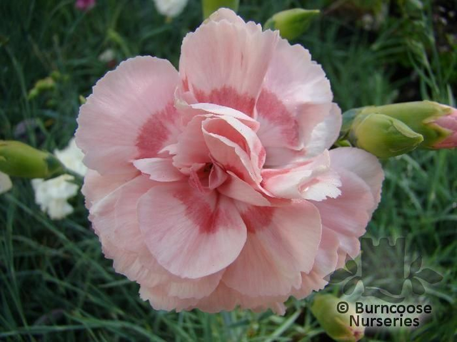 Dianthus Doris 1L