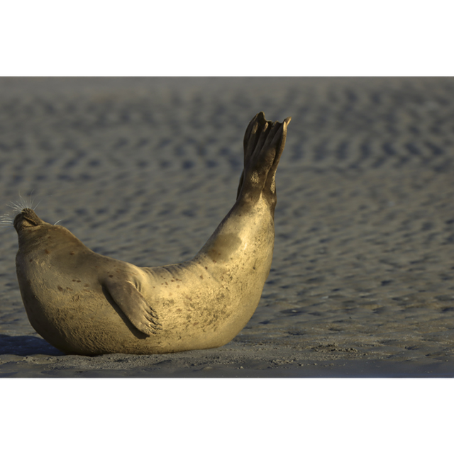 La banane au soleil - ref: 5516