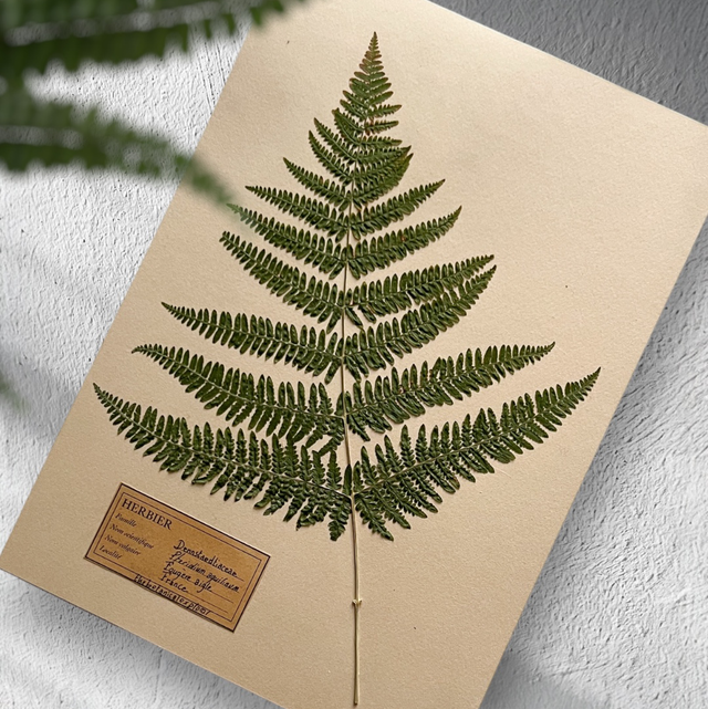 Herbier A4 vintage affiche botanique fougère aigle 