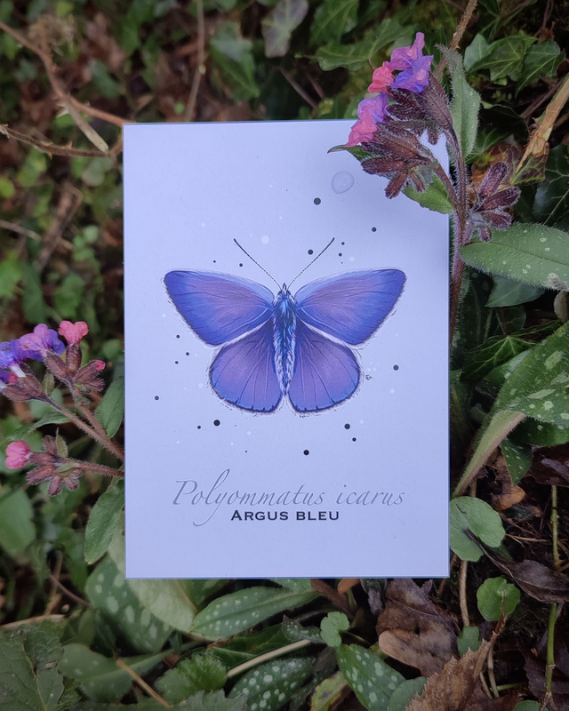 Argus bleu - Carte format A6