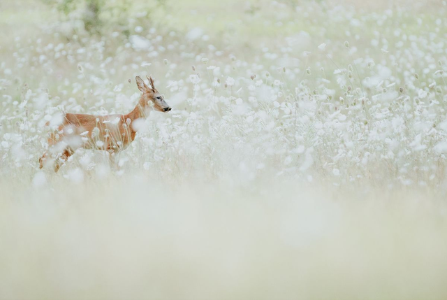 Dans les carottes sauvages