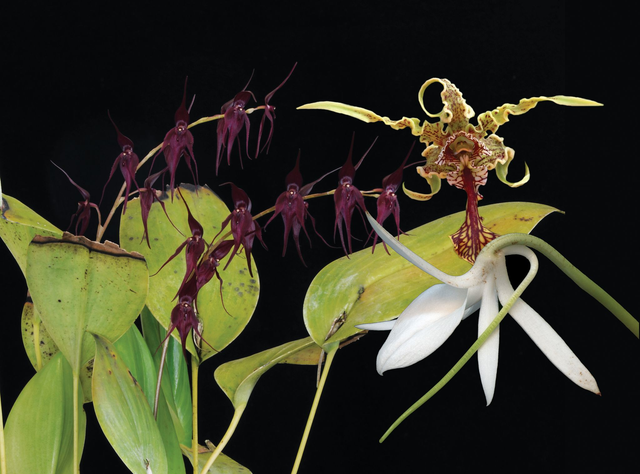 Defend, Protect &amp; Purify Combination Essence