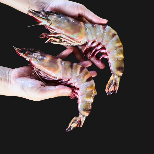 Gambas géantes crues