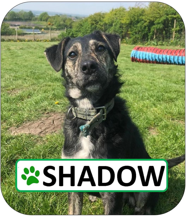 Shadow Sponsorship Pack