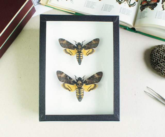 Acherontia atropos (couple)