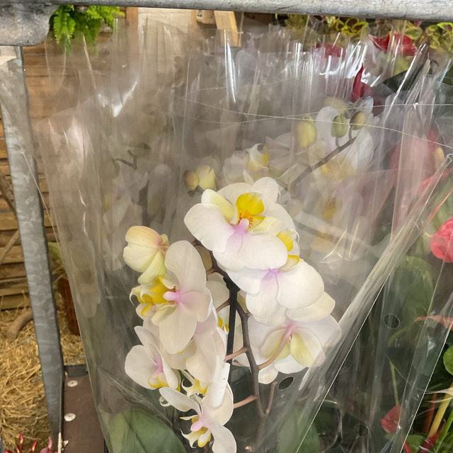 Orchidée phalaenopsis blanche 