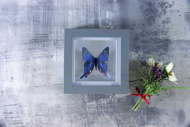 Ethical Entomology: Periander Metalmark Butterfly