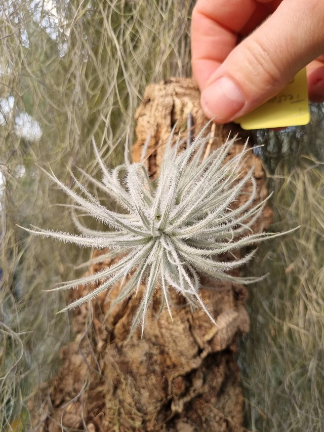 Tillandsia tectorum Snow