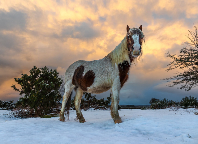 Pony in the snow, Dartmoor, Devon. A6 photographic greeting card. Blank inside for your own message. 
