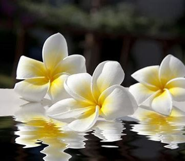 Galets de cire végétale parfumé