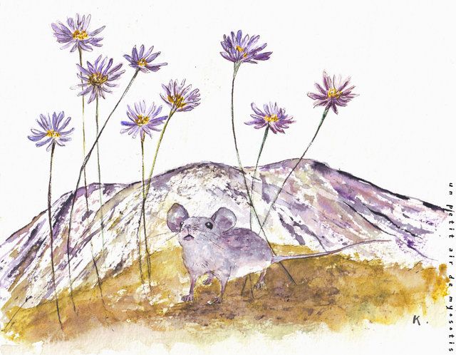 Emerveillement d&#039;une souris