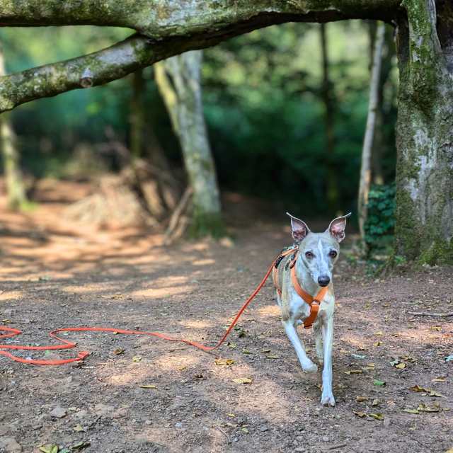 LONG LINE ADVENTURE SESSIONS