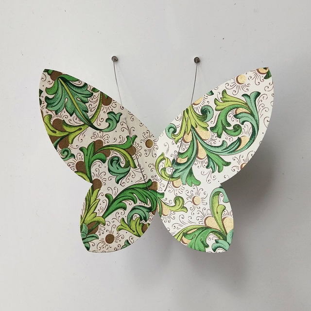 Spécimens série Volutes