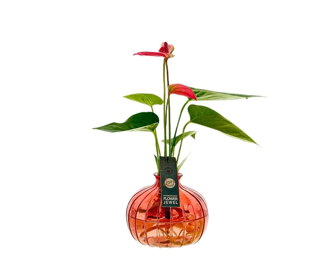 E01 . Anthurium idroponica