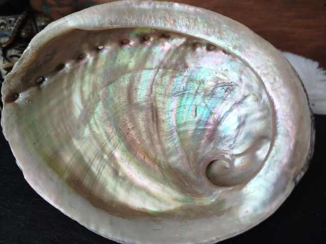 Coquille d'Ormeaux Moyenne